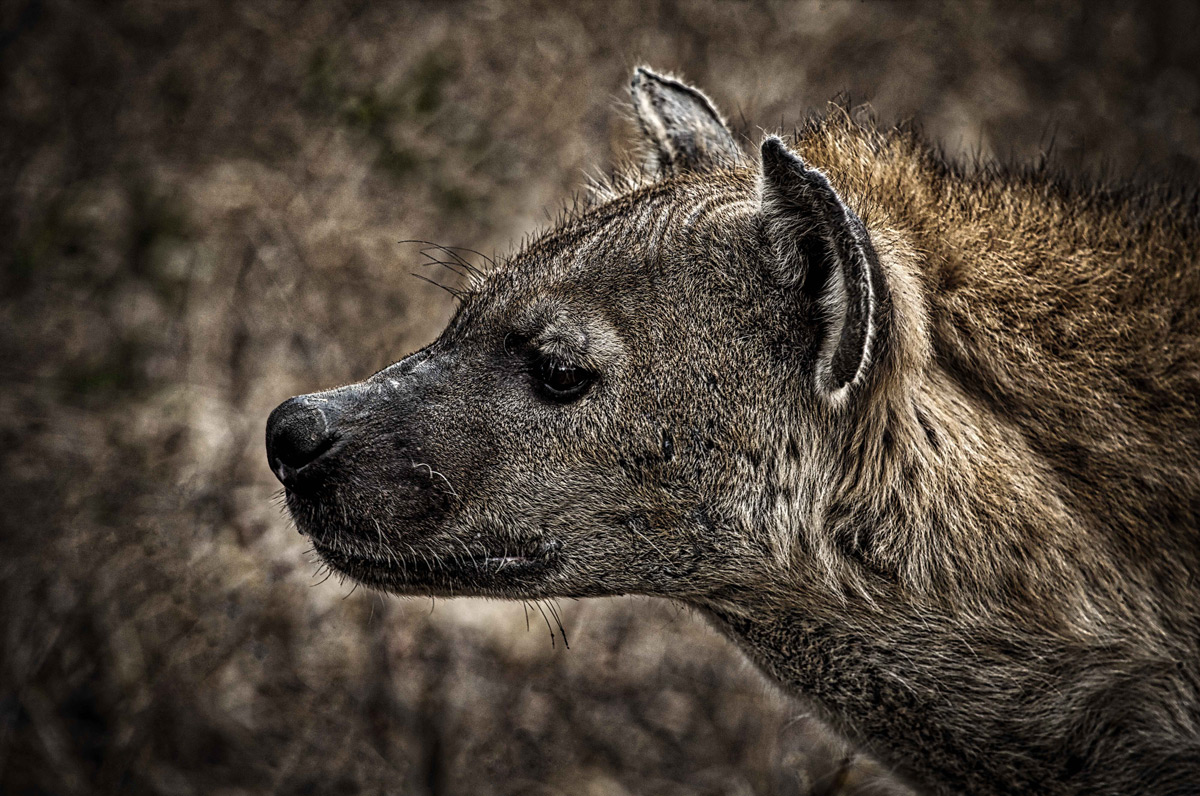 Portrait of a spotted hyena, Kruger National Park, South Africa © Ian Ground