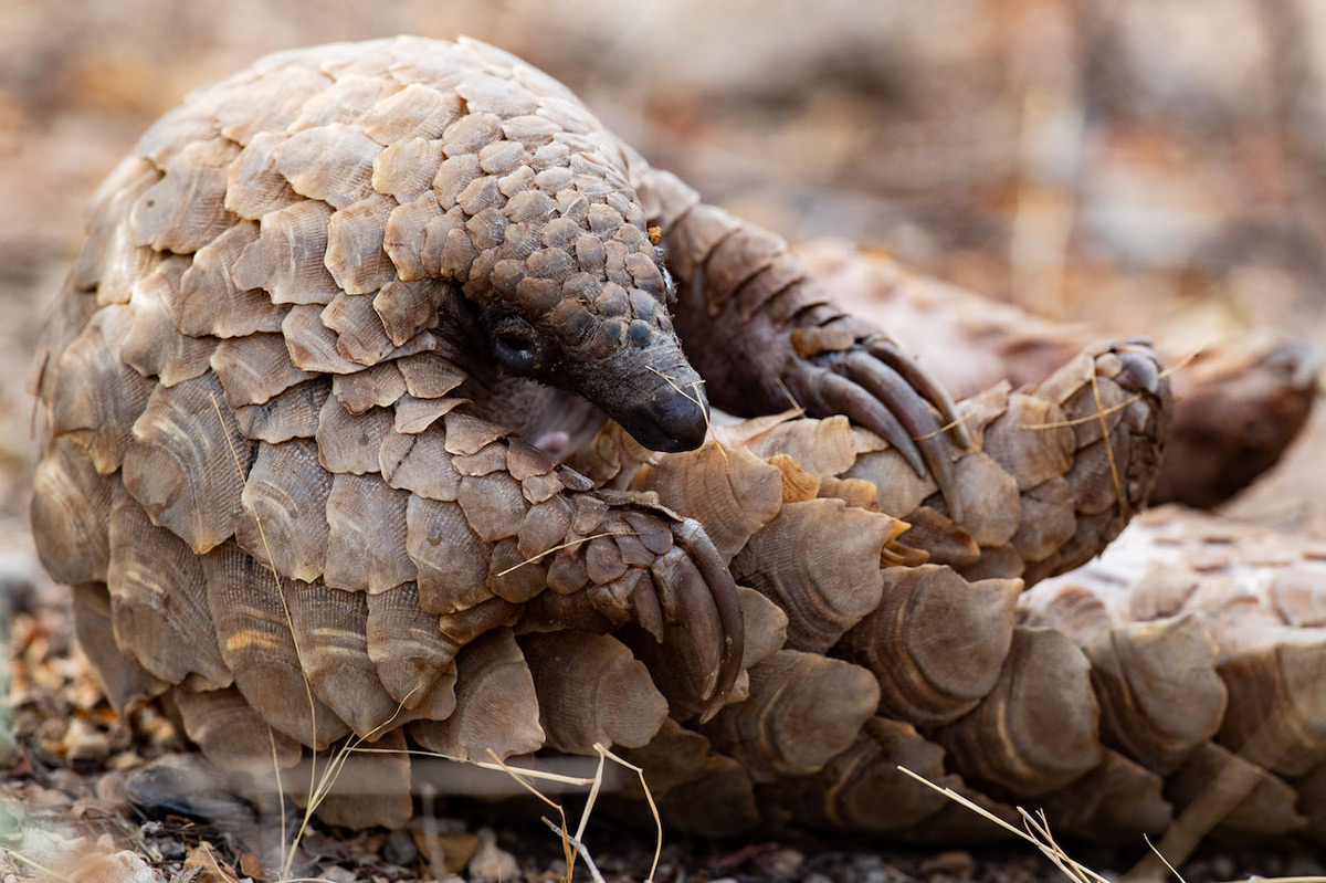 A ground pangolin (also known as Temminck’s pangolin) takes a break between eating ants and termites in Namibia © Jacha Potgieter