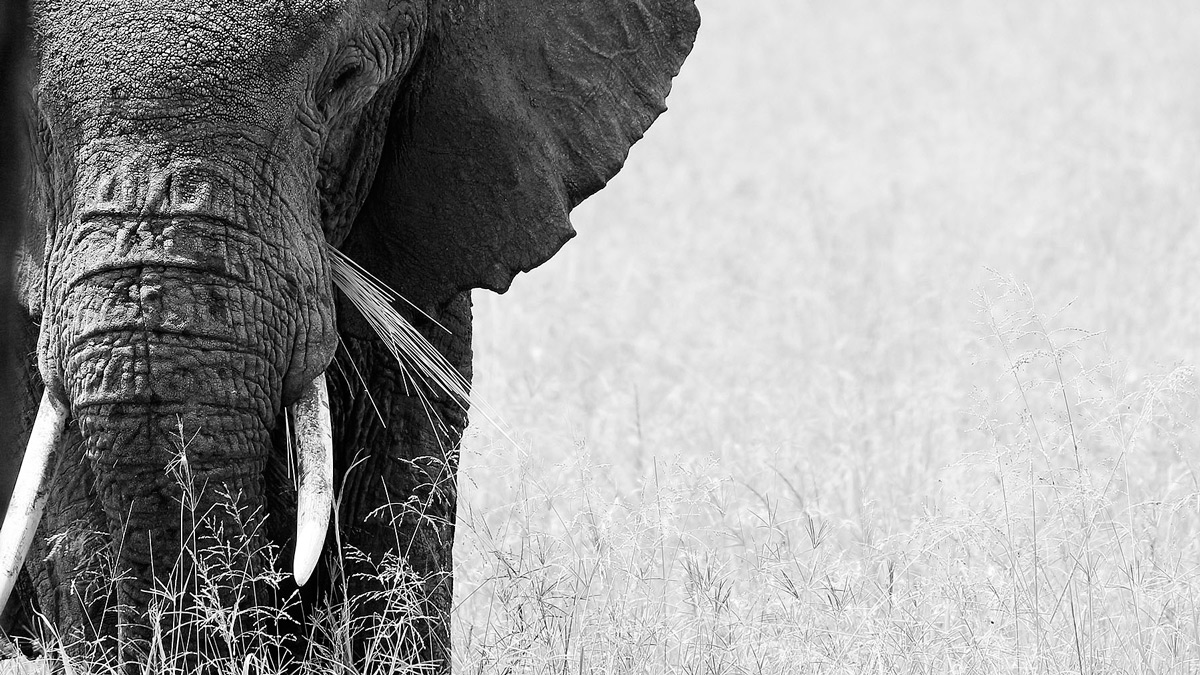 The matriarch leads the way while feeding in Serengeti National Park, Tanzania © Jaco Beukman