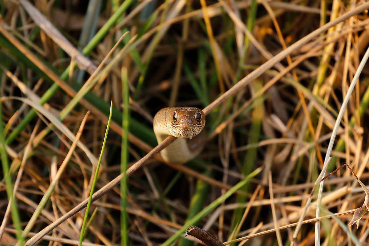 An olive marsh snake peeks though the rushes in Khwai Private Reserve, Botswana © Jaco Beukman
