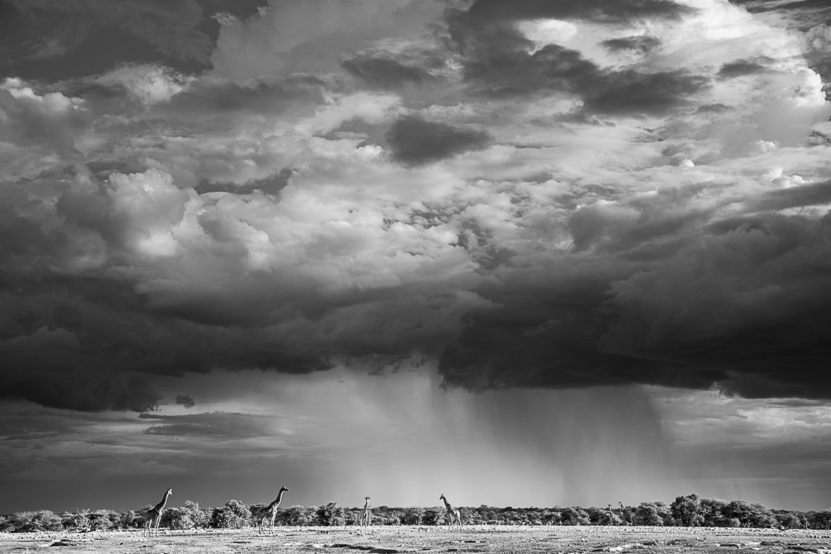 Giraffes and a passing rain cloud in Etosha National Park, Namibia © Jandré Germishuizen