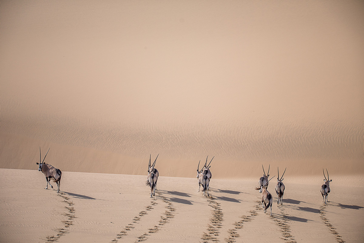 "Marching forward" – gemsbok roam in the most difficult of climates in Namib-Naukluft National Park, Namibia © Jandré Germishuizen