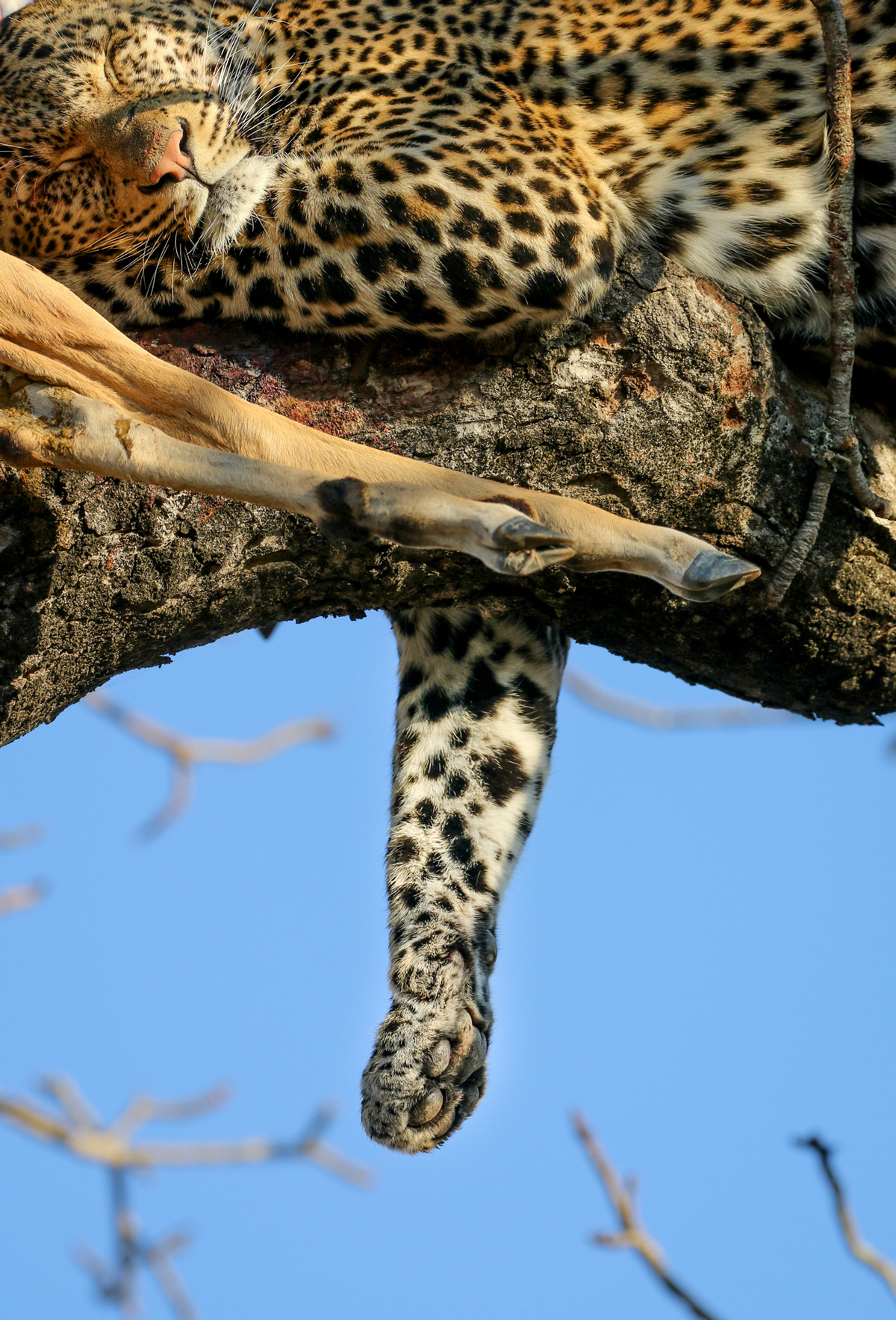 A leopard rests after eating in Kruger National Park, South Africa © Janine Malan