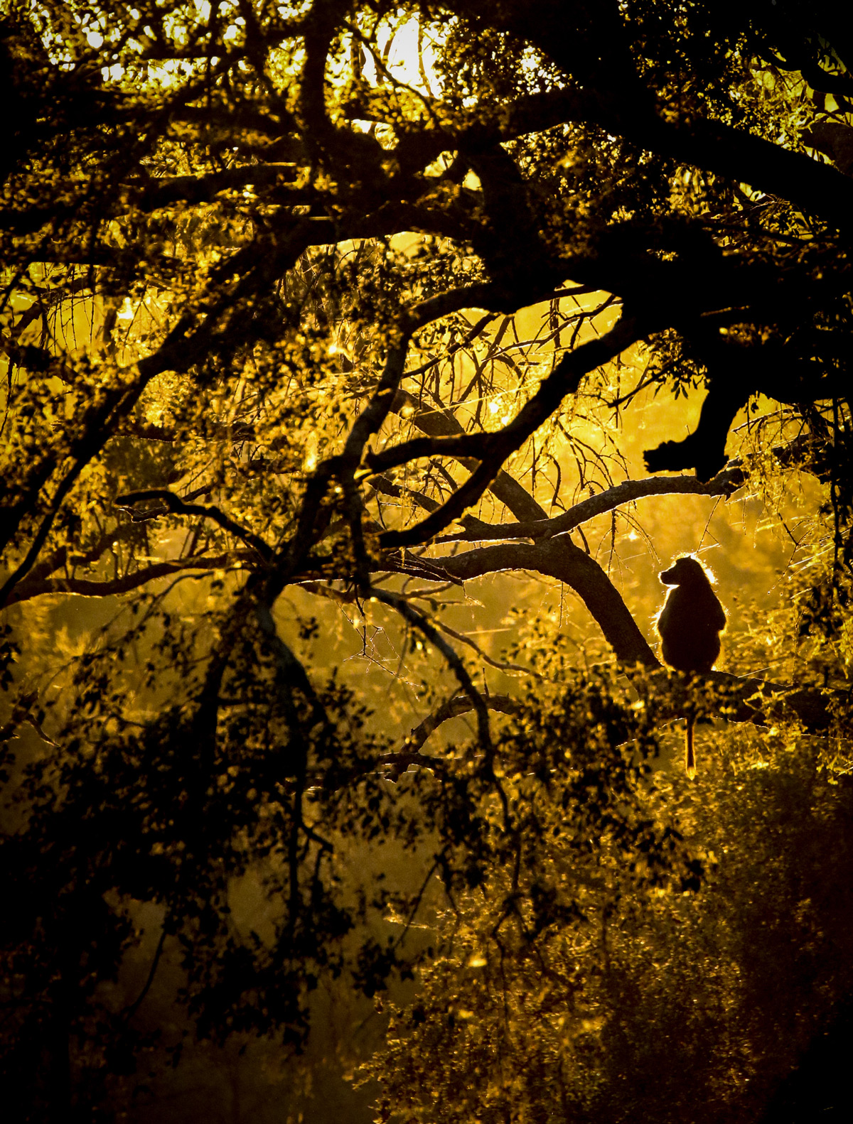 A baboon at sunset in Sabi Sands Private Game Reserve, South Africa © Janine Malan