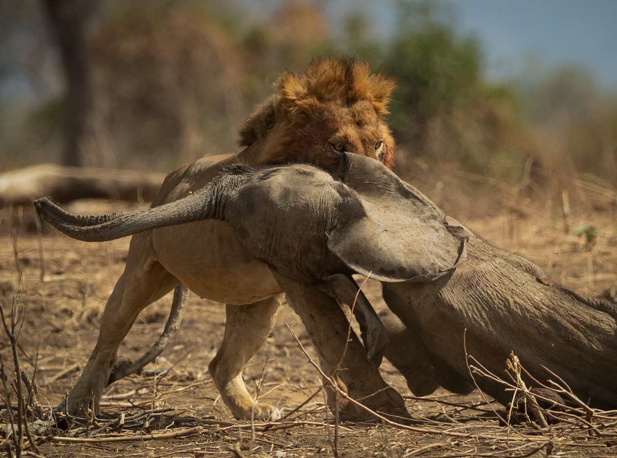 A lion drags an elephant calf under a tree to feed after it was killed by two lions the previous night, Mana Pools National Park, Zimbabwe © Jens Cullmann
