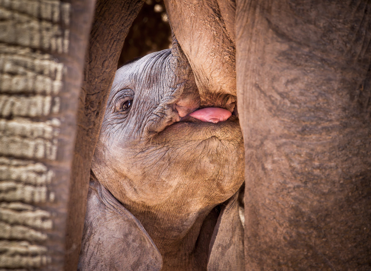 This highly intimate image of an elephant calf suckling its mother is a celebration of the future of these behemoths – Addo Elephant National Park, South Africa © John Vosloo