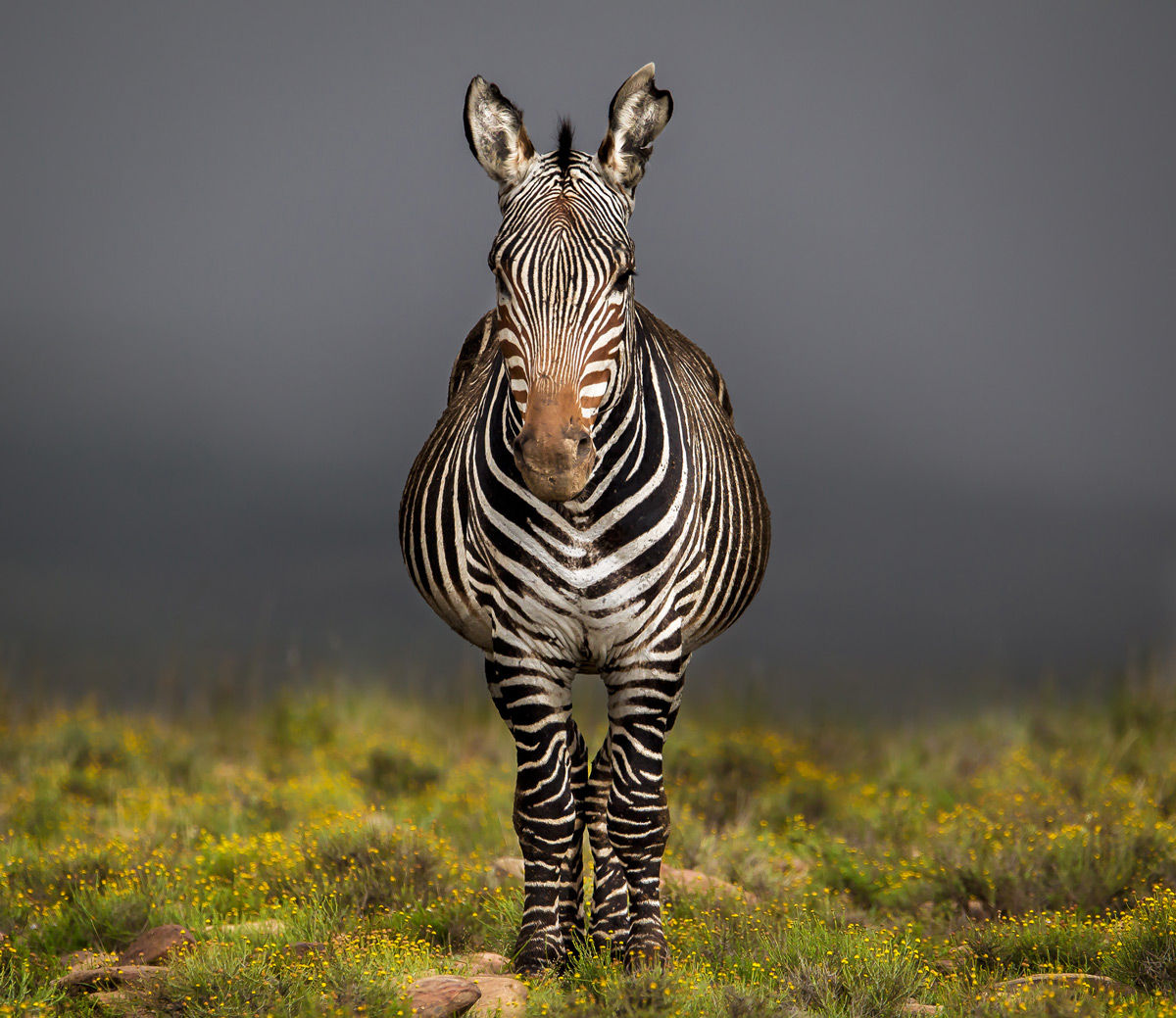 "Just a plain image of a mountain zebra which is part of a sustainable and large population in the Mountain Zebra National Park. The reason I took the image was to capture and celebrate how they (as a species) were brought from the brink of extinction to a thriving population today." – Mountain Zebra National Park, South Africa © John Vosloo