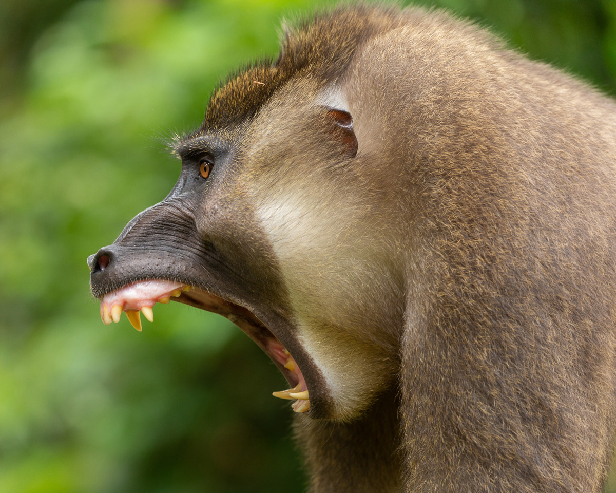 A sub-adult male drill monkey displays in Afi Mountain Drill Ranch, Nigeria © Jonathan Mbu