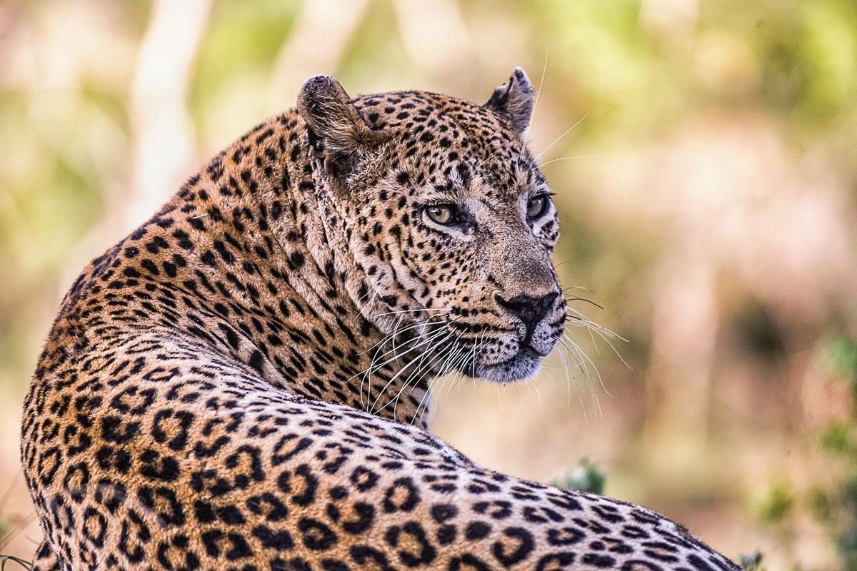 The majestic leopard Maxabeni in Sabi Sands Private Game Reserve, South Africa © Joni Munsterteiger