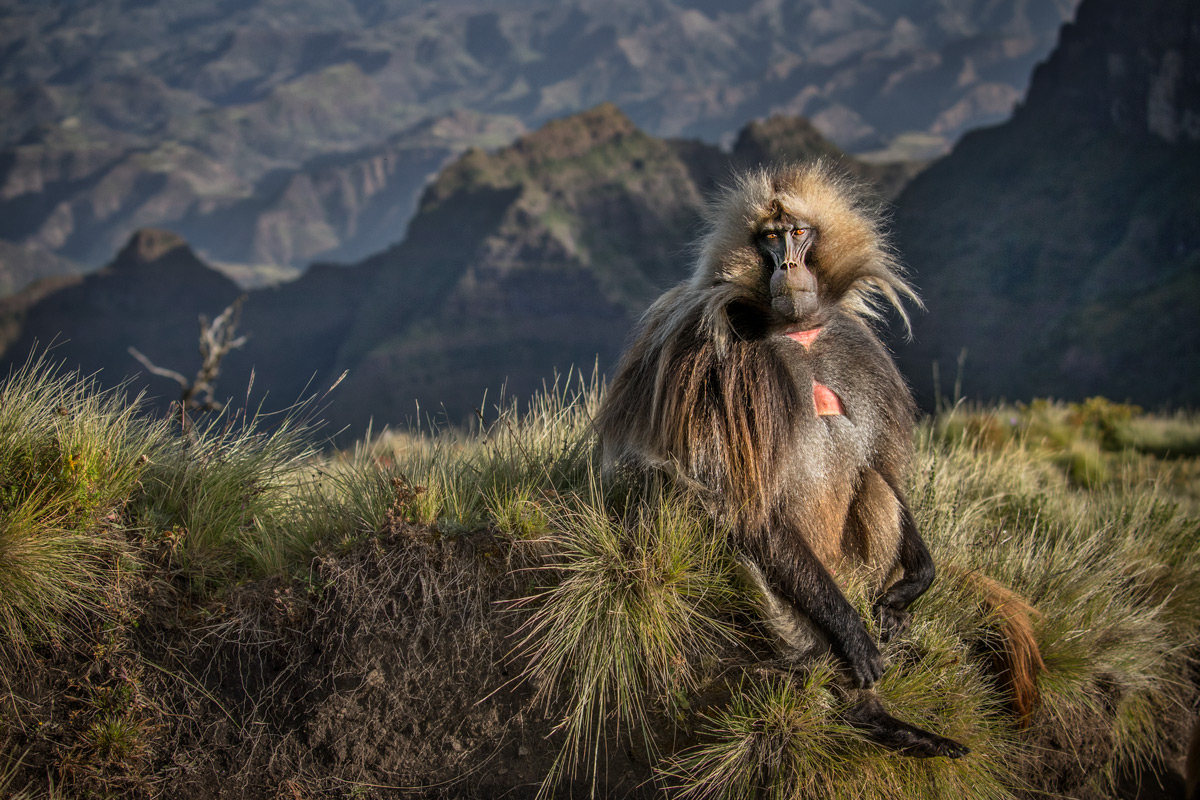 A gelada (also known as a bleeding-heart monkey) in the Ethiopian Highlands, Ethiopia © Kevin Dooley