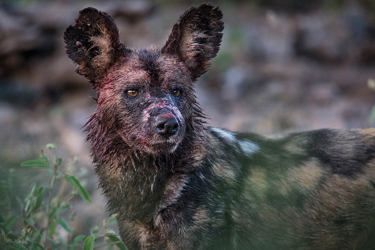A painted wolf (African wild dog) in South Africa © Kevin Dooley
