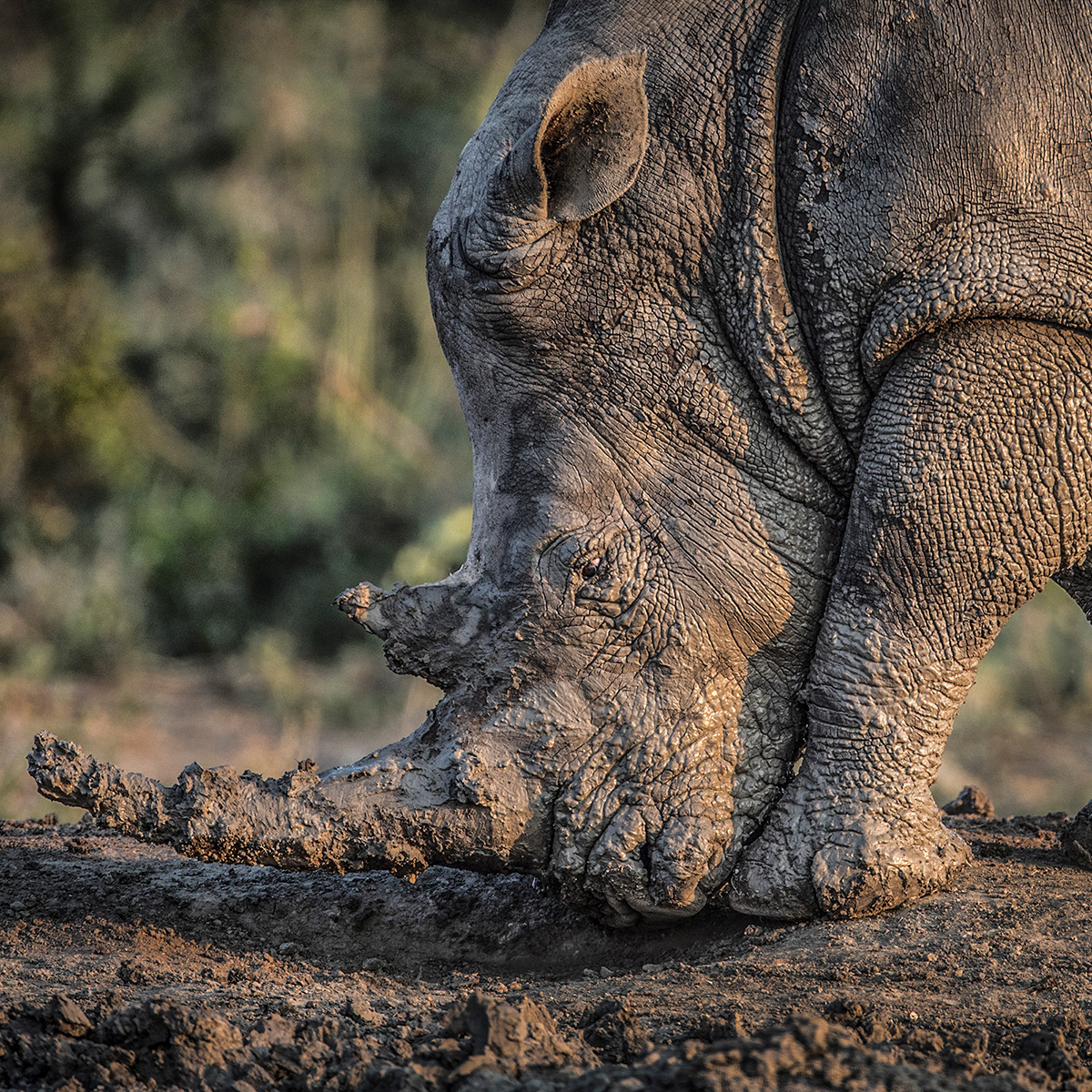 A muddy rhino in a reserve in South Africa © Kevin Dooley