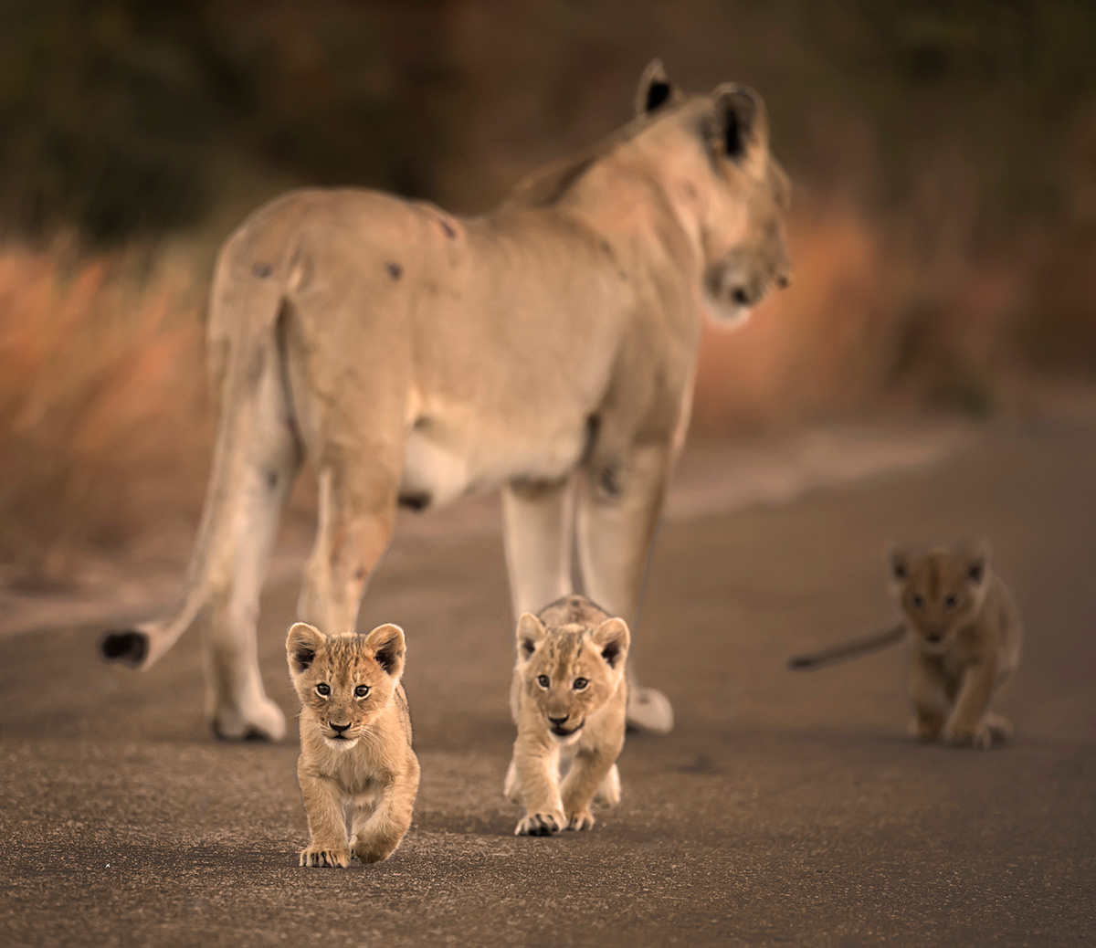 A lioness with her curious cubs in Kruger National Park, South Africa © Licinia Machado
