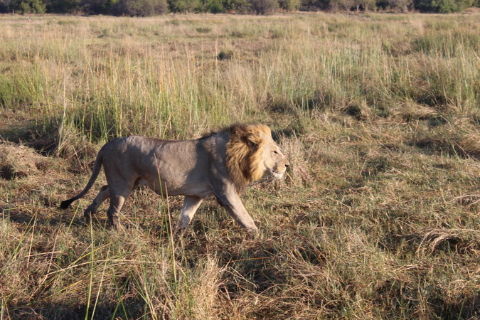 Male lion in Khwai Community Concession, Botswana © Simon Espley