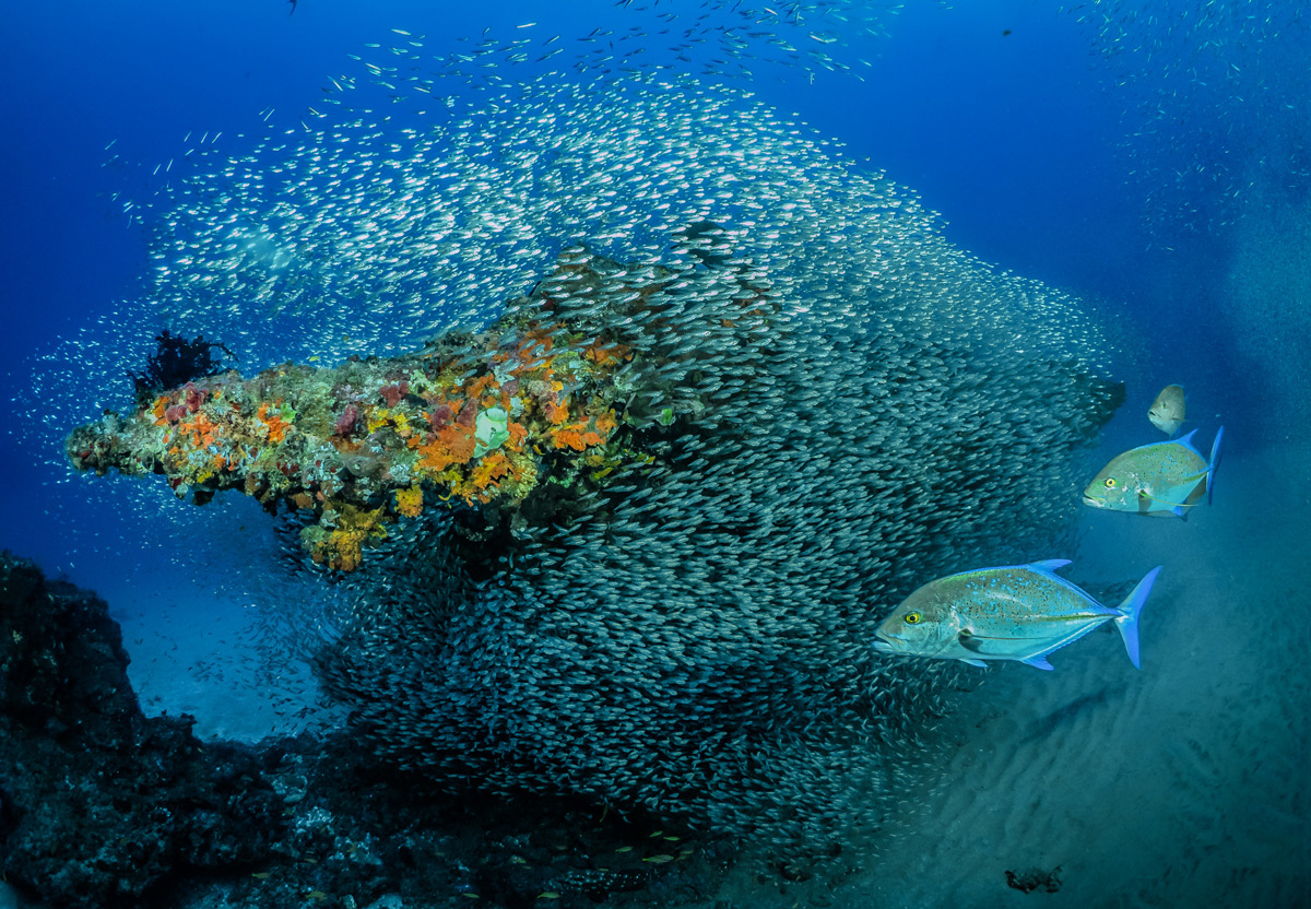 A group of king fish surround their prey, silverback fish, in Sodwana Bay, South Africa © Pier Mane
