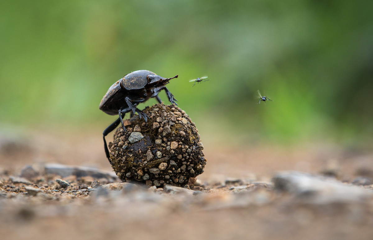 “King of the dung” in iSimangaliso Wetland Park, South Africa © Manuel Alexander Graf