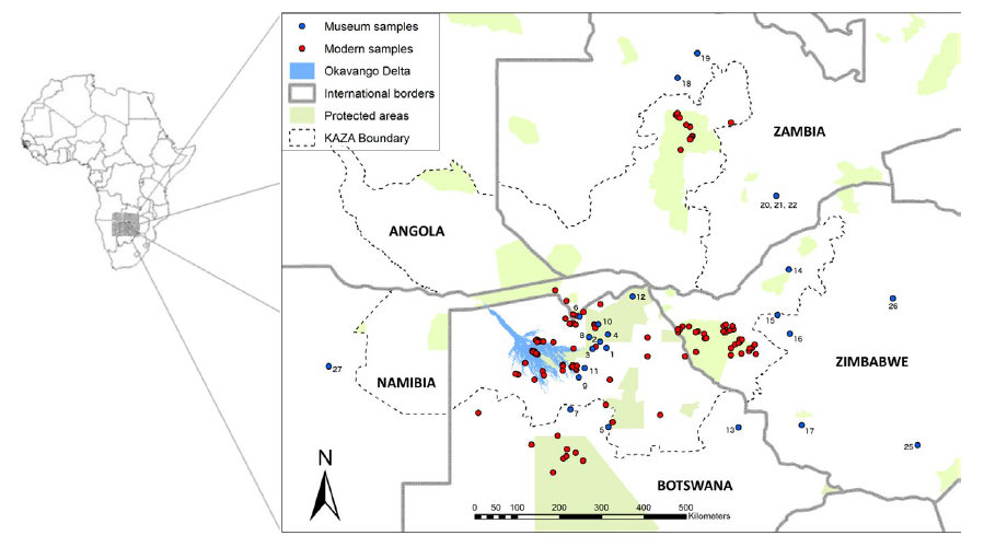 Map of Kavango–Zambezi region showing sampling distribution of modern lion samples and museum samples