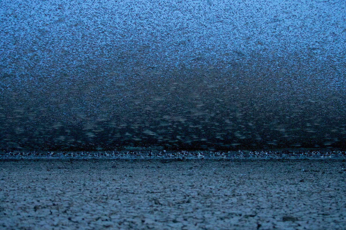 “Pre-dawn with red-billed queleas” in Zakouma National Park, Chad © Michael Lorentz