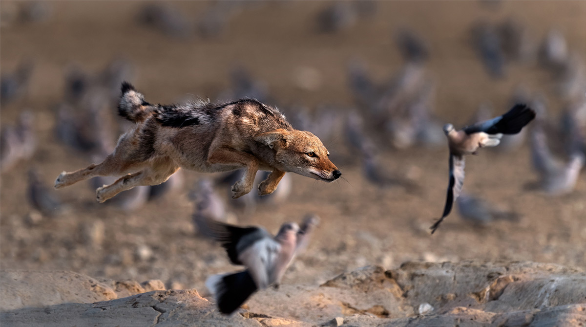 A black-backed jackal flies to catch breakfast in Kgalagadi Transfrontier Park, South Africa © Michiel Duvenhage