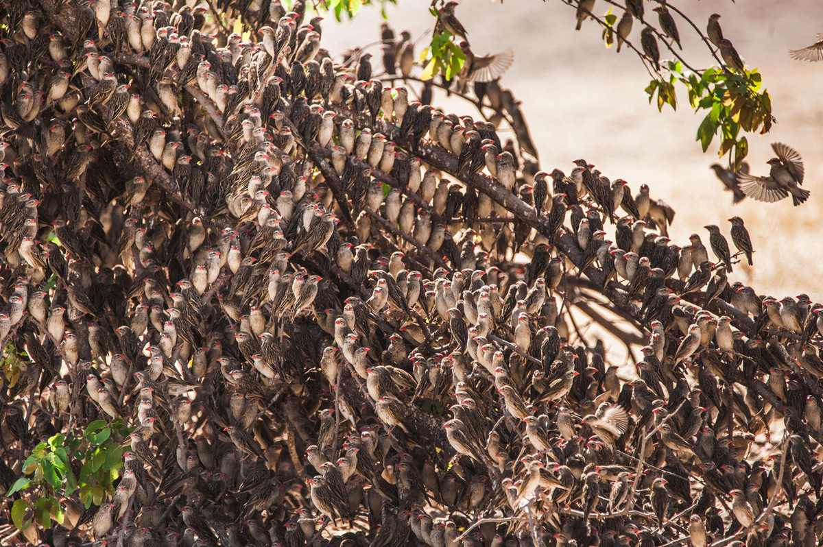 A red-billed quelea flock rests on a tree in Ongava Game Reserve, Namibia © Natalya Privalenko