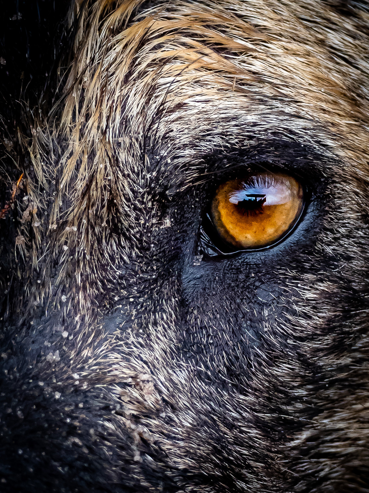 Close up of an alpha female painted wolf (African wild dog) in Vumbura Plains, Okavango Delta, Botswana © Nick Leuenberger