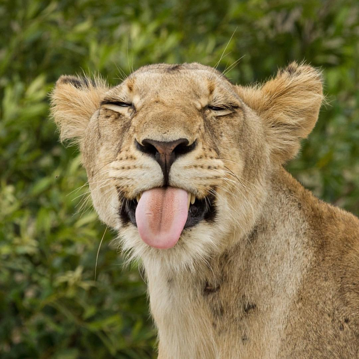 Lioness sticking out tongue © Nick du Plessis