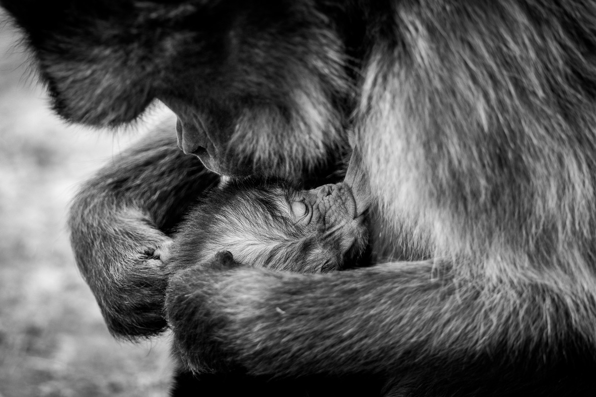 A mother gelada (also known as a bleeding-heart monkey) with her young in Simien Mountains National Park, Ethiopia © Patrice Quillard
