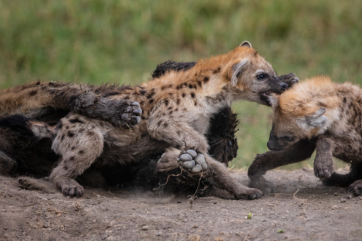 Hyena cubs compete to assert their dominance over the group in Maasai Mara National Reserve, Kenya © Patrice Quillard