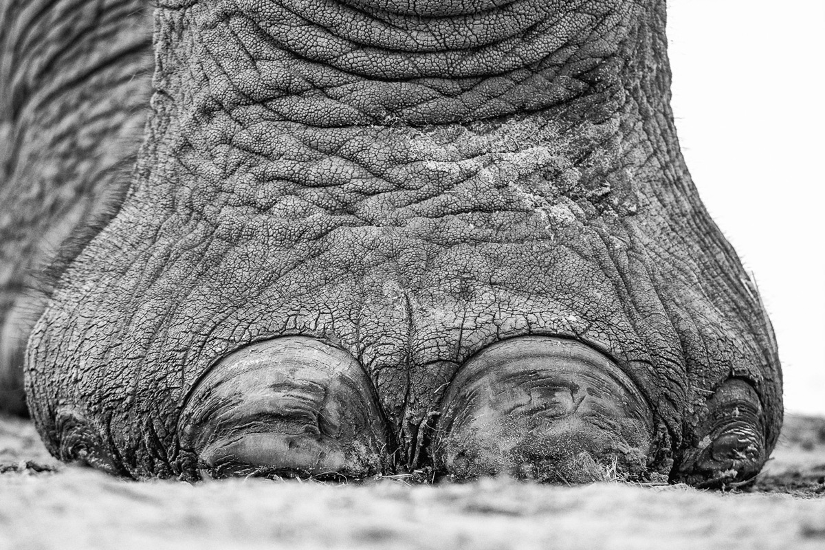 A close up of an elephant's foot, taken from a submerged hide in Botswana © Peter Reitze