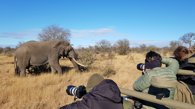 Large-tusked elephants are in decline, need to be protected from trophy ...