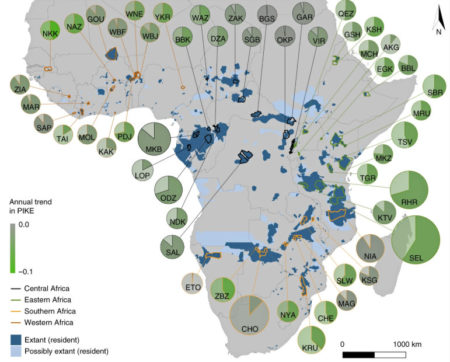 Study: Elephant poaching rates in decline, but iconic species remains