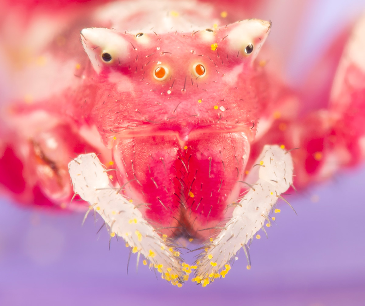 A crab spider covered in pollen in Johannesburg, South Africa © Prelena Soma Owen