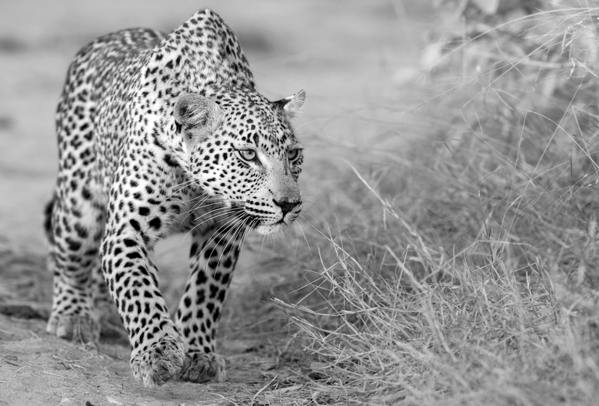 A leopardess on the hunt in Sabi Sands Private Game Reserve, South Africa © Prelena Soma Owen