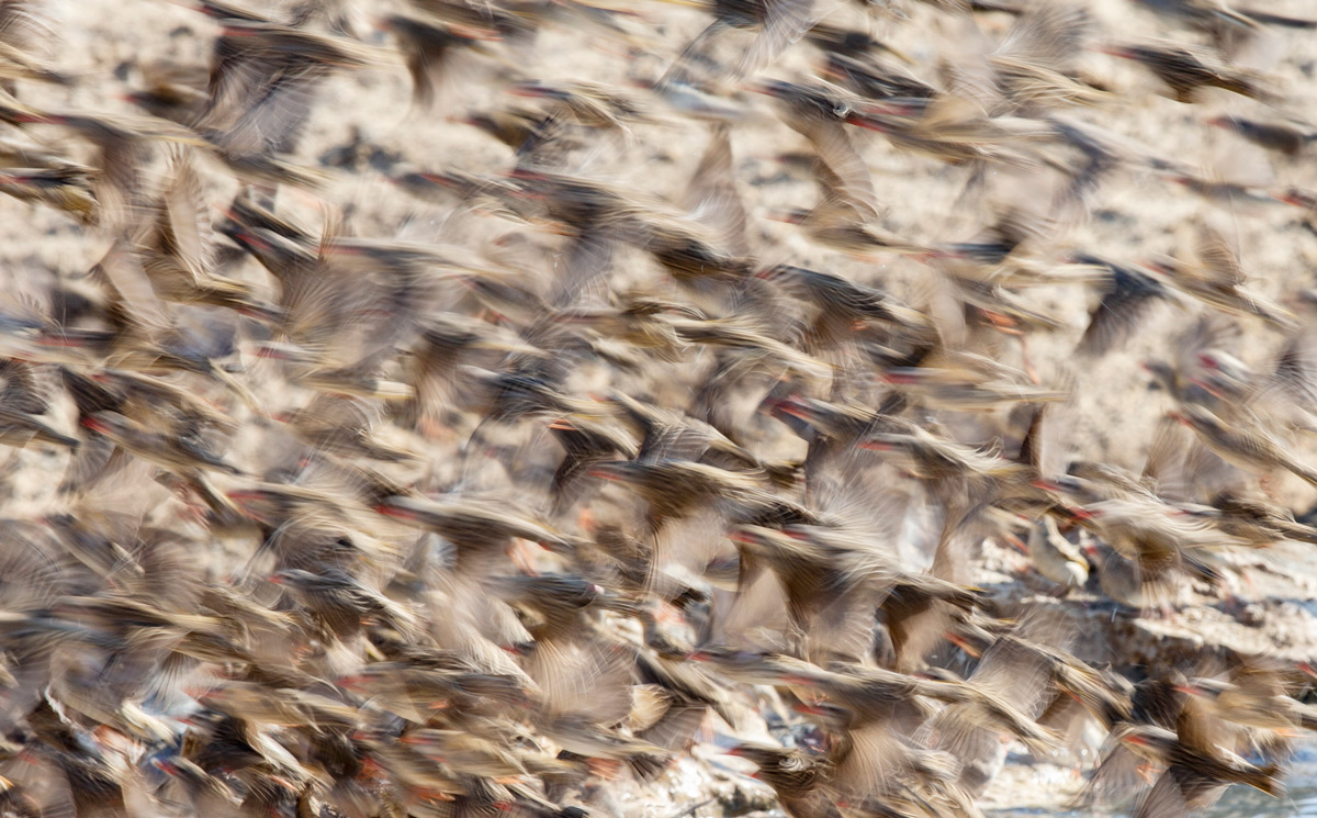 Red-billed queleas captured at a slow shutter speed in Kgalagadi Transfrontier Park, South Africa © Prelena Soma Owen