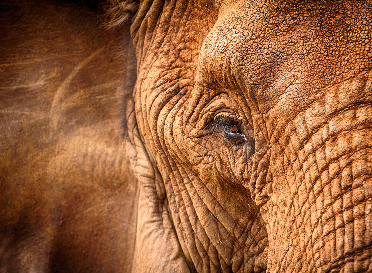 "The soul of an elephant" – Zimanga Private Game Reserve, South Africa © Prelena Soma Owen