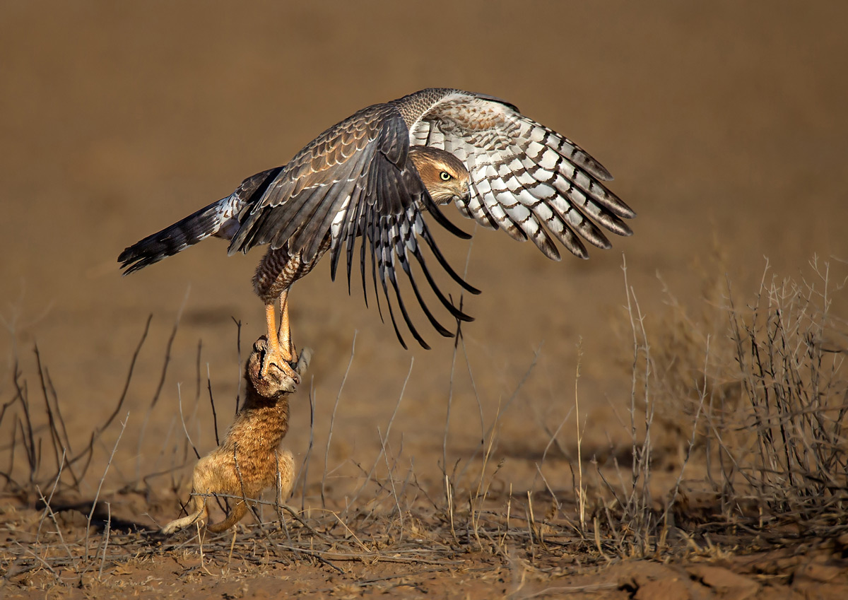 A goshawk takes off with a meerkat in Kgalagadi Transfrontier Park, South Africa © Prof. Gert Lamprecht