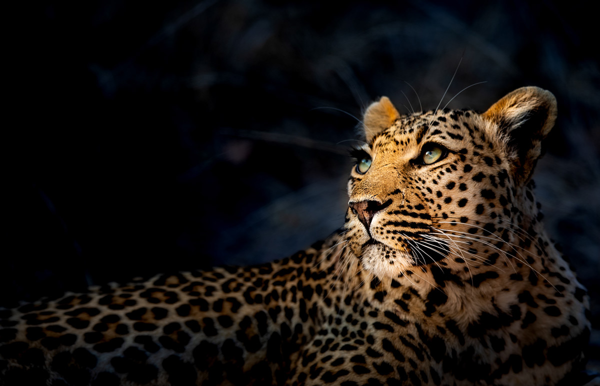 A leopardess looks towards the tree where she left her kill the night before in Sabi Sands Private Game Reserve, South Africa © Randall Ball