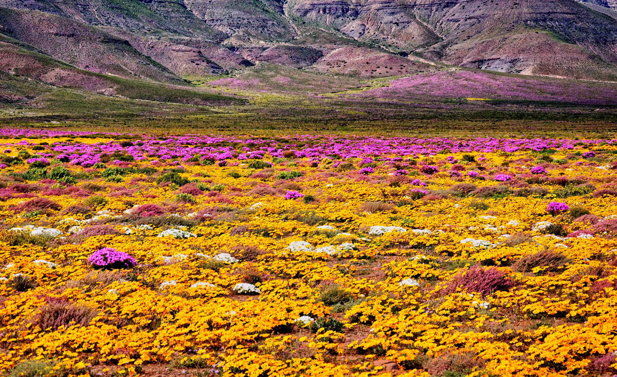 Spring flower carpet in Tankwa Karoo National Park, South Africa © Riaan Wolhuter