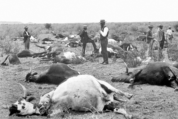 Rinderpest outbreak in 1896 in South Africa, which killed large numbers of cattle and cloven-hoofed wildlife