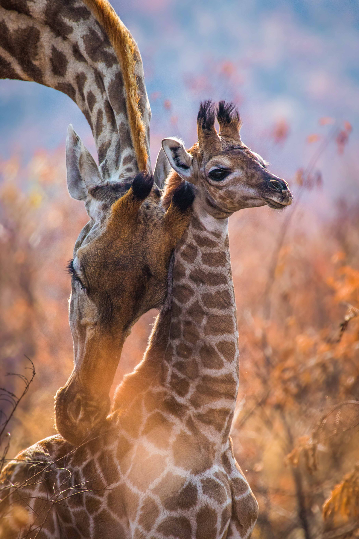 Giraffe mother and calf © Rodney Nombekana