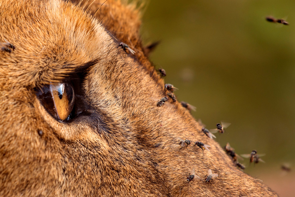 A lioness with flies in Lake Ndutu in Ngorongoro Conservation Area, Tanzania © Roie Galitz