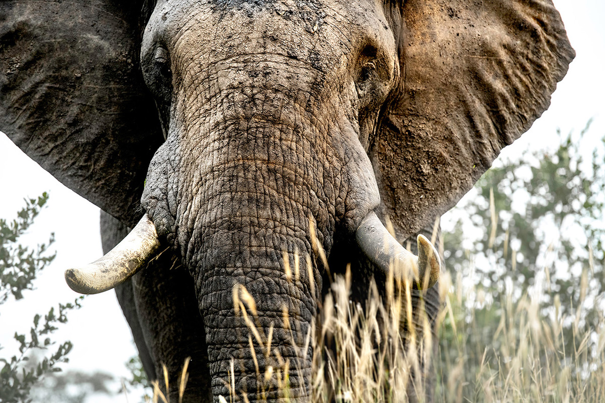 Up close with an elephant in Sabi Sands Private Game Reserve, South Africa © Ross Couper