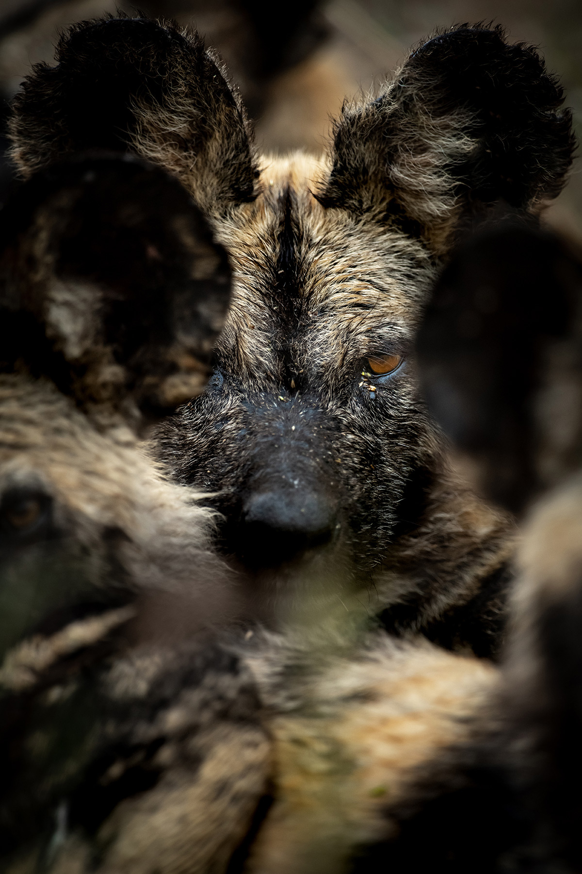 “The wolf amongst the sheep” – a painted wolf (African wild dog) with its pack in Sabi Sands Private Game Reserve, South Africa © Ross Couper