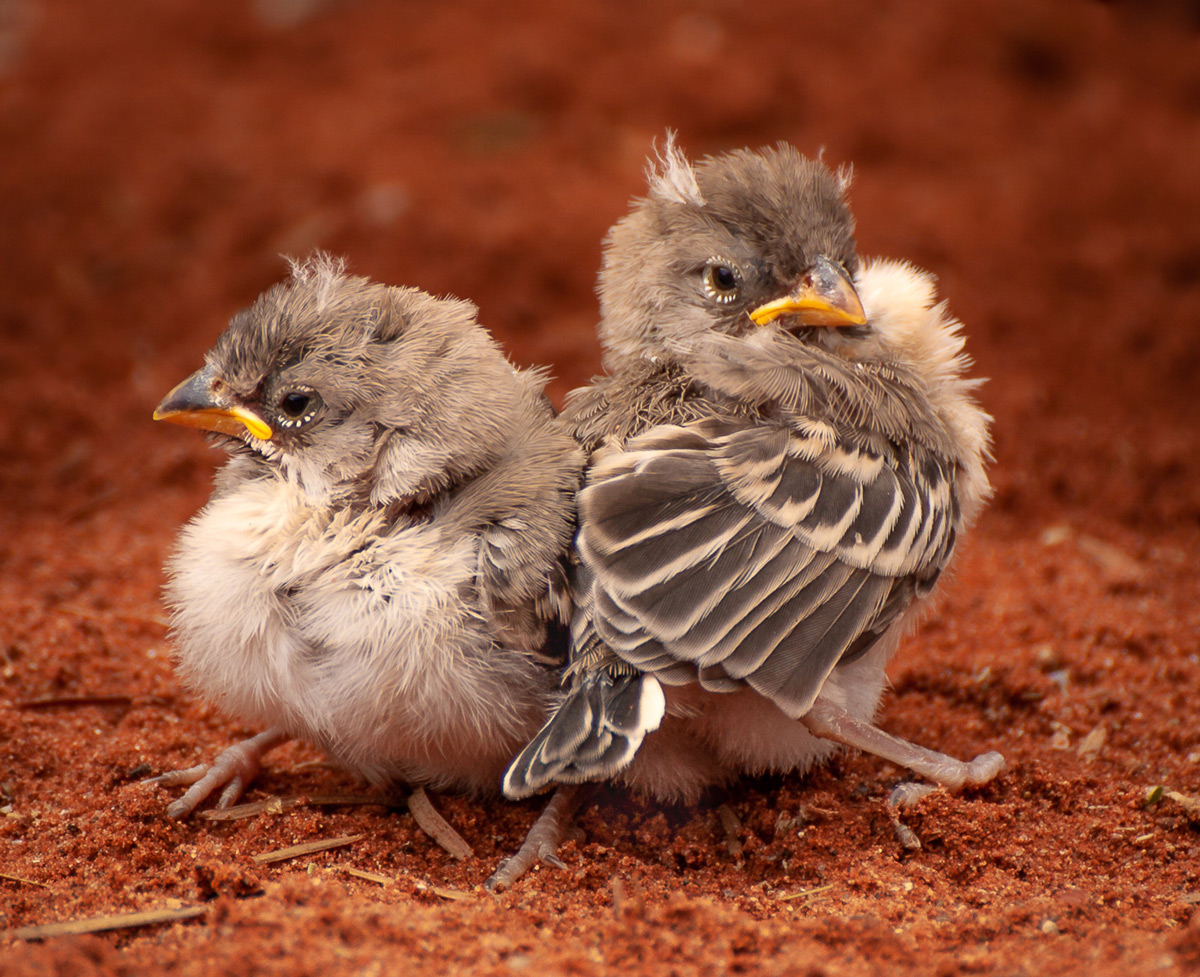 Scaly-feathered finch chicks in southern Namib Desert, Namibia © Sanet Rossouw