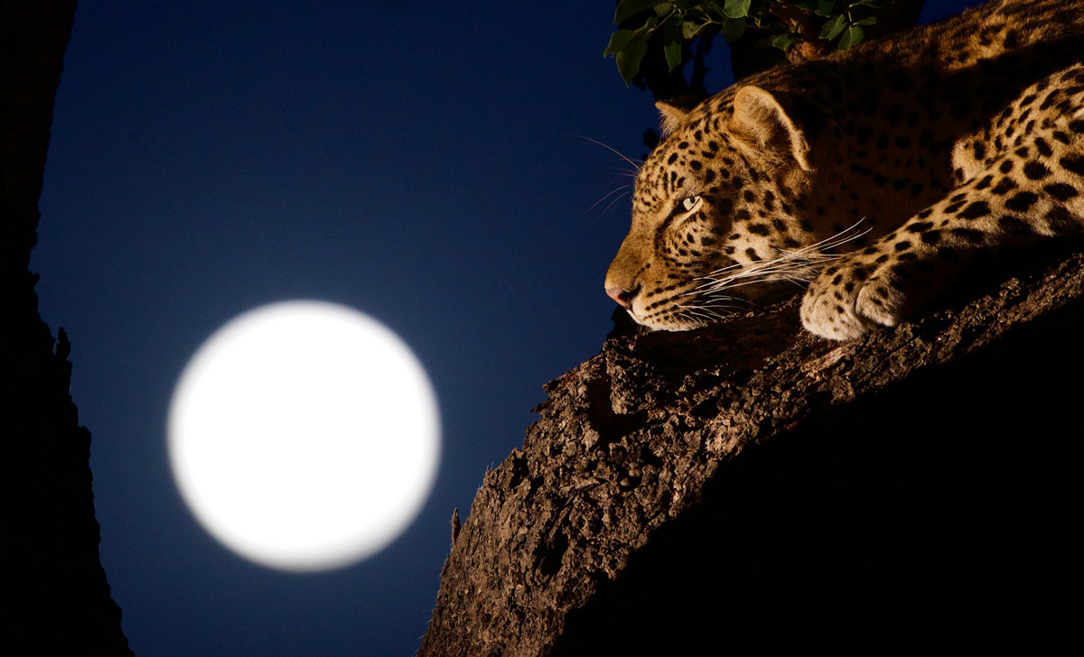 A leopardess and the super blood wolf moon, Sabi Sands Private Game Reserve, South Africa © Sean Parker