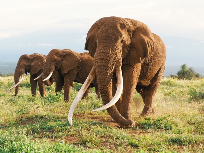 Tim, the magnificent big tusker, in Amboseli National Park, Kenya © Selengei Poole-Granli