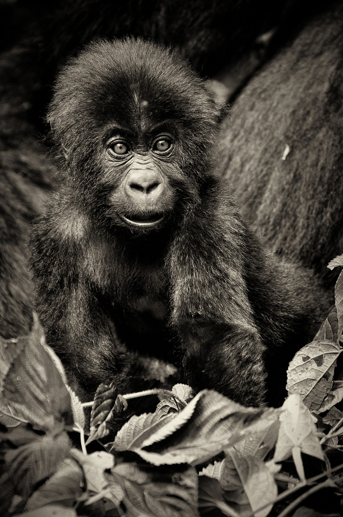An eastern lowland gorilla (Grauer’s gorilla) infant in Kahuzi-Biega National Park, Democratic Republic of the Congo © Sushil Chauhan