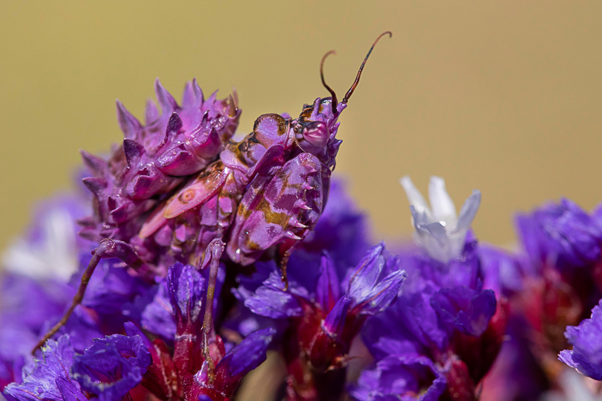 An eyed-flower mantis mimics flower petals to give it advantage over potential predators in KwaZulu-Natal, South Africa © Tanya Nadauld