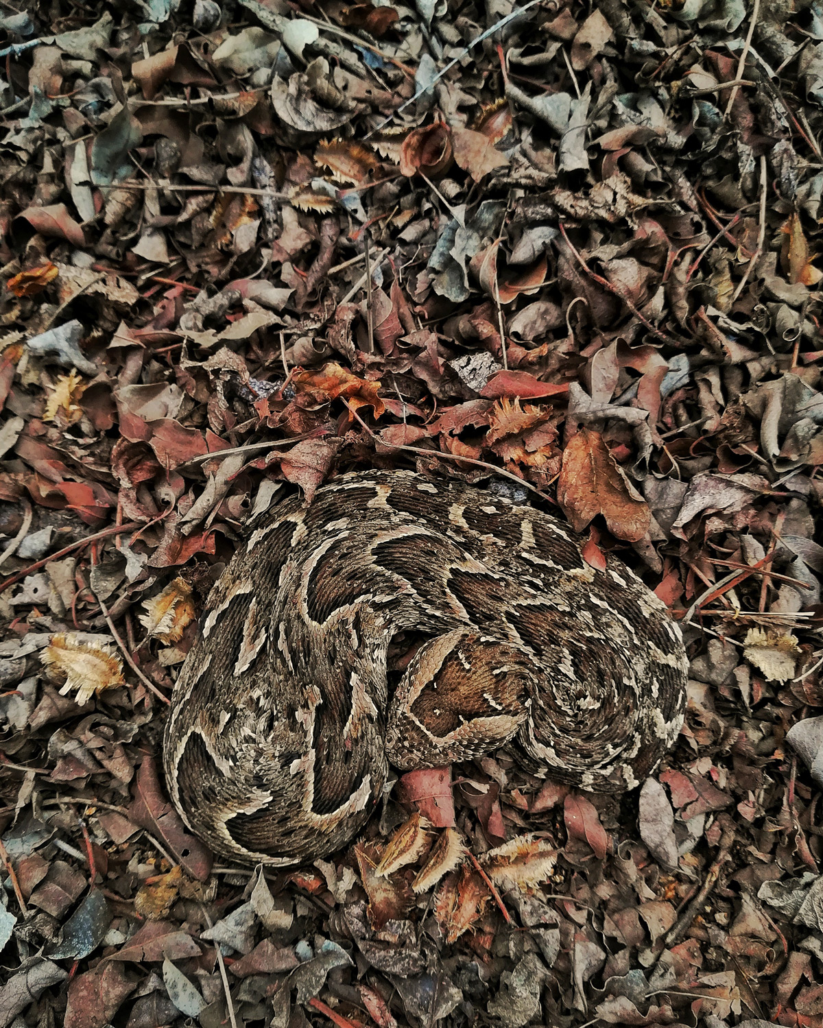 “Master of camouflage” – a puff adder in Kruger National Park, South Africa © Theo Busschau