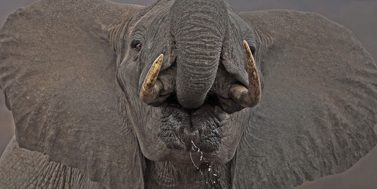 'Thirsty fellow' in Tsavo West National Park, Kenya © Tim Nicklin